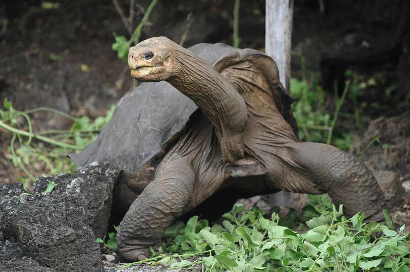 Pinta Island Tortoise: Functionally Extinct