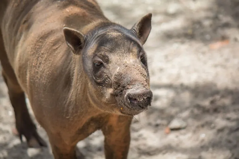 Babirusa (Indonesia)
