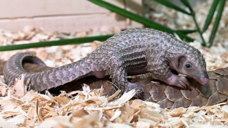 Pangolin: The Walking Pinecone With VIP Needs