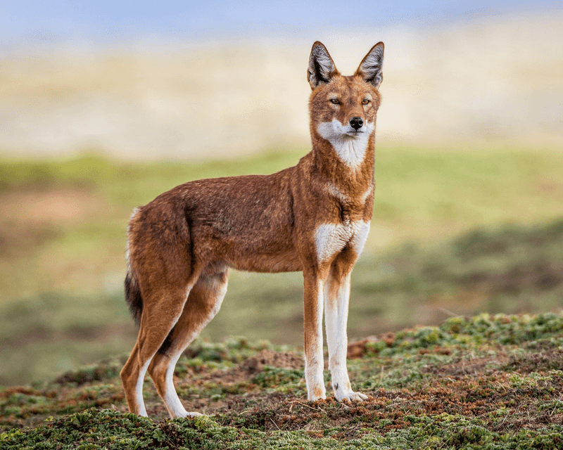 Ethiopian Highland Wolf's Unique Diet