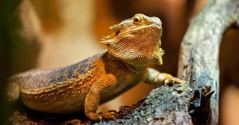 Bearded Dragons – Desert Lizards With Puppy-Like Personalities
