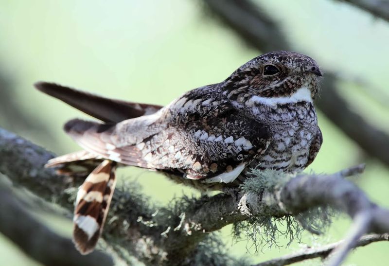Common Nighthawks