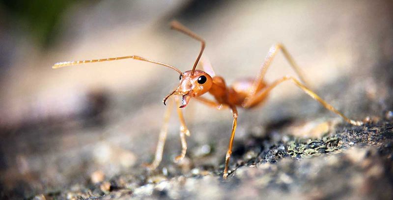 Sugar Ant Colonies