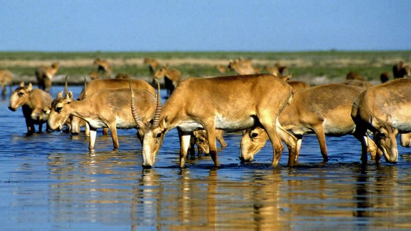 Saiga Antelope (Kazakhstan)