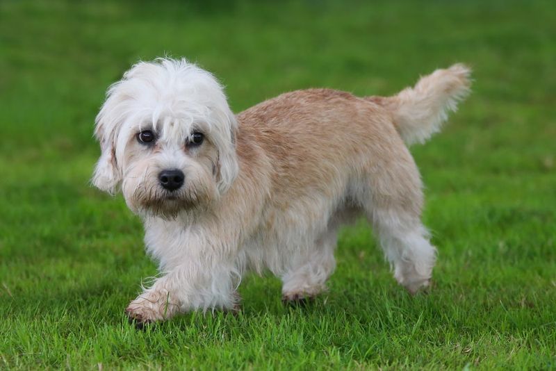Dandie Dinmont Terrier – The Gentleman Terrier