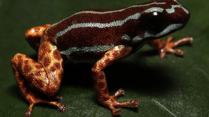 Heavenly Poison Dart Frog