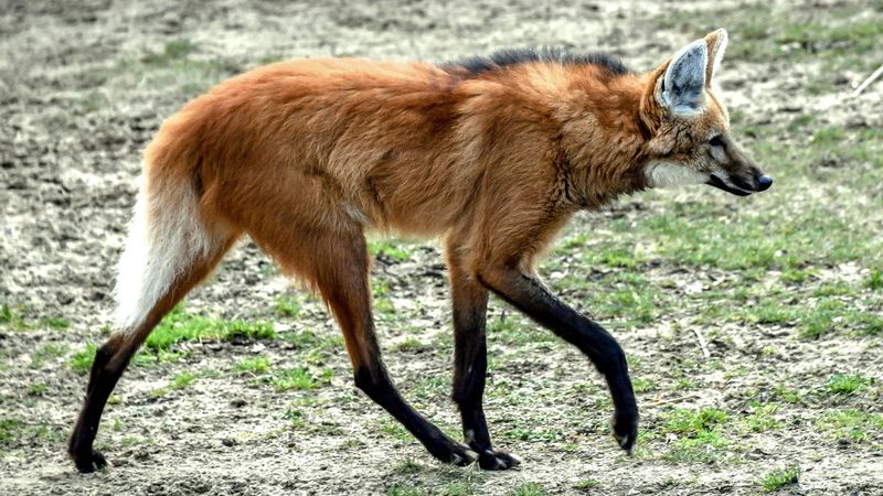 Maned Wolf (Brazil)