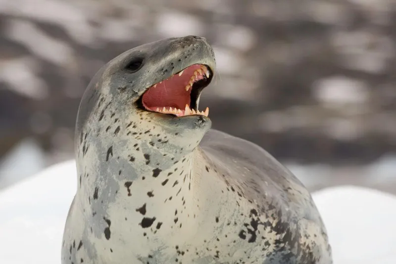 Leopard Seal's Playful Predation