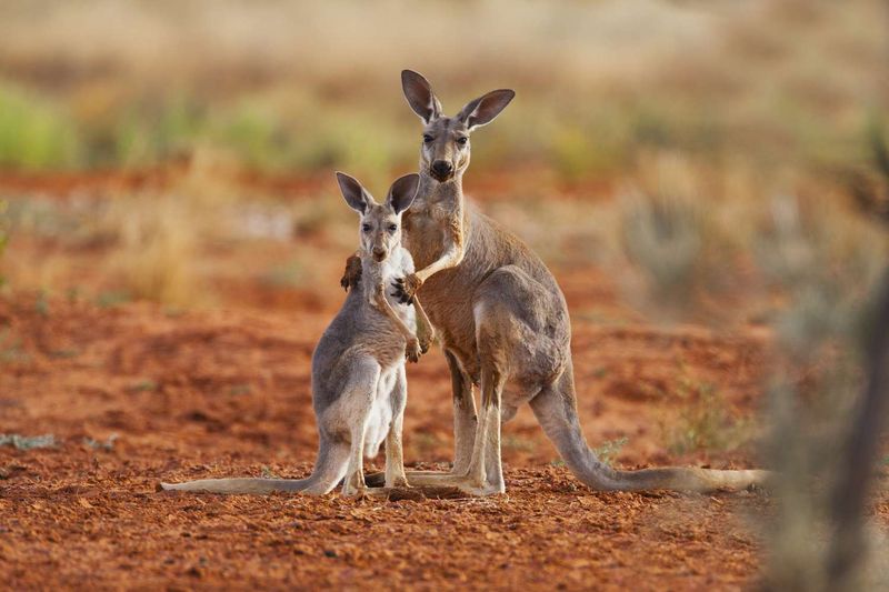 Kangaroos