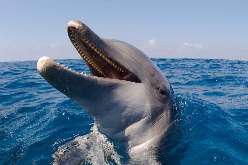 Echolocation And Teeth