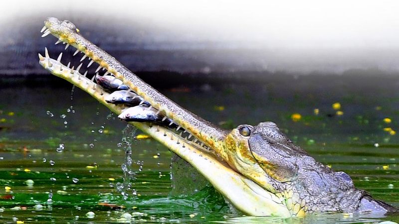 Gharials On The Brink: Why This Ancient Species Is Endangered