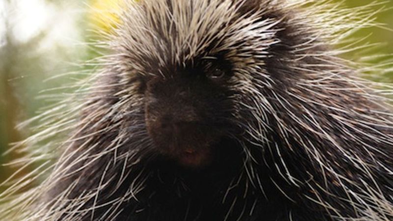 Antibiotic Quills