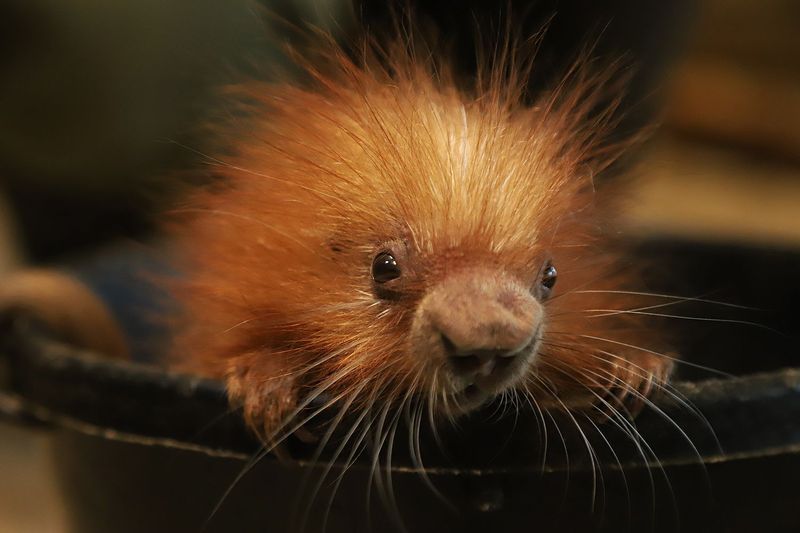 Baby Porcupettes