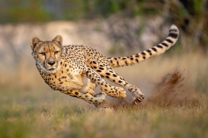 Couch Cheetahs