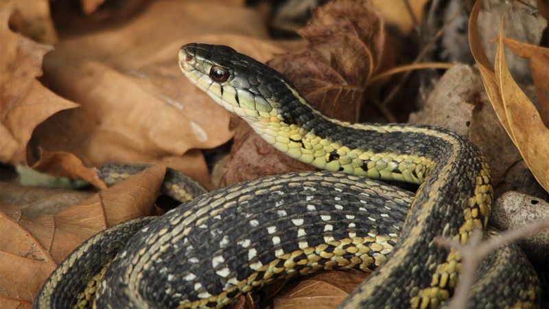 Slithering Garter Snakes