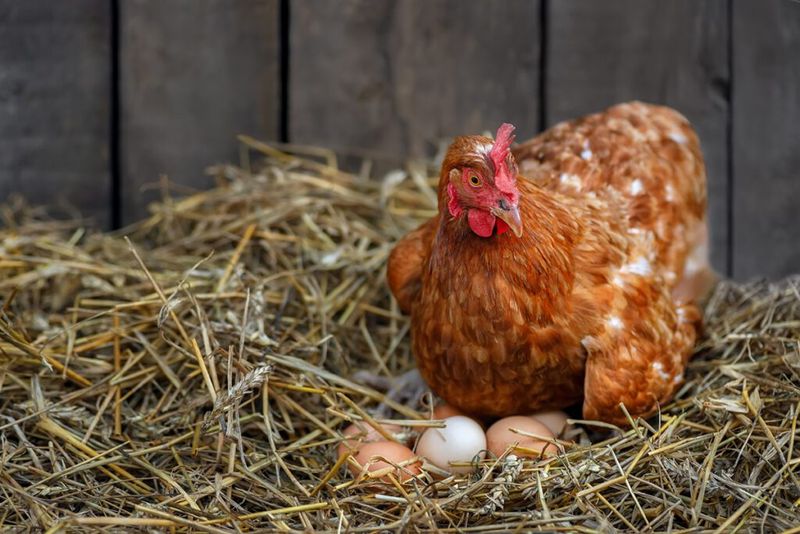 Hormones Are Not Used In Eggs