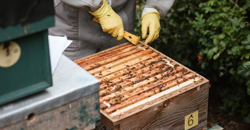 Honey-Making Sky Farmers