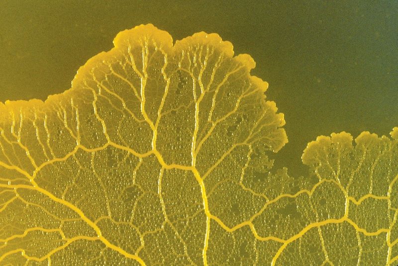 The Surprising Intelligence Of Slime Molds