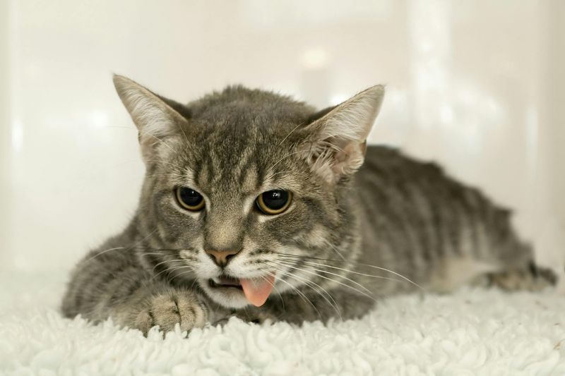 Voice Changes Mean Your Cat Is Hurting