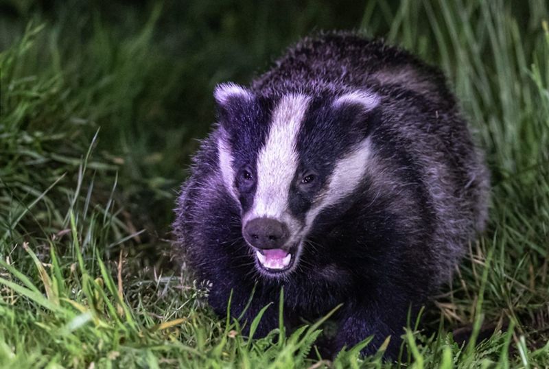 Badgers