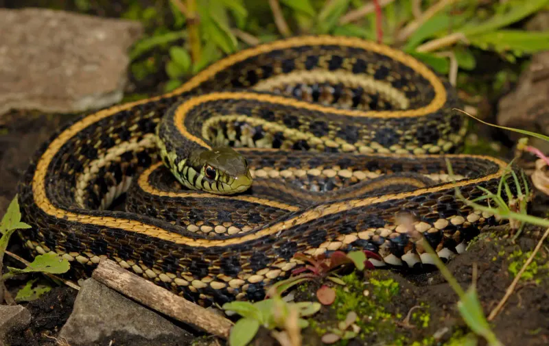 Plains Garter Snake: Grassland Swimmer