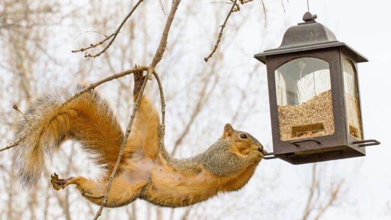 Weight-Activated Feeders Shut The Door