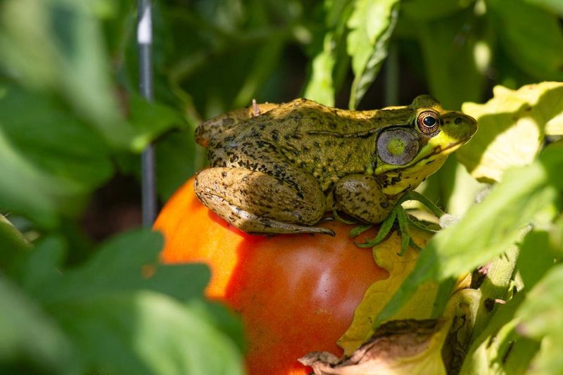 Slug And Snail Patrol