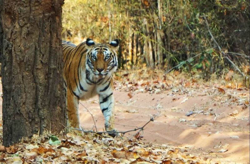 Corridor Conservation