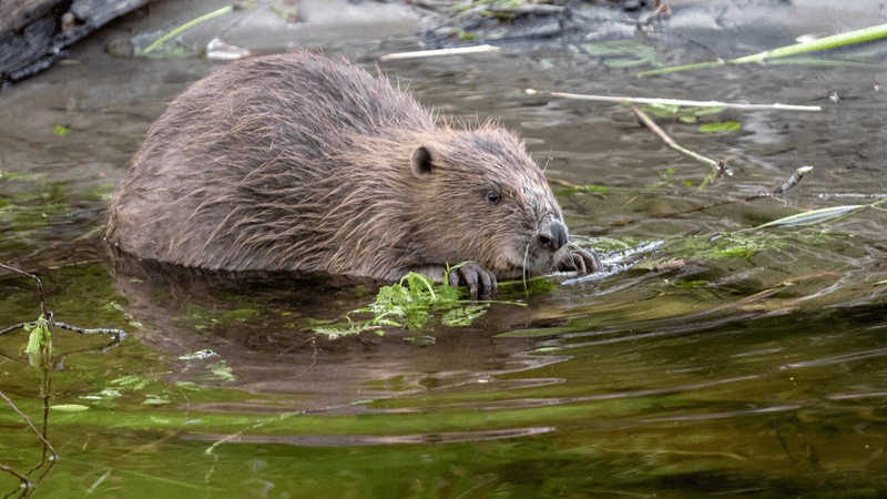 Government Policies And Support For Beaver Rewilding