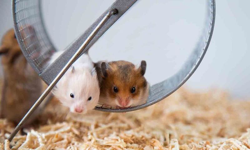 Exercise Wheel Adventures