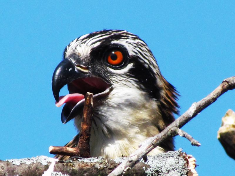 Osprey