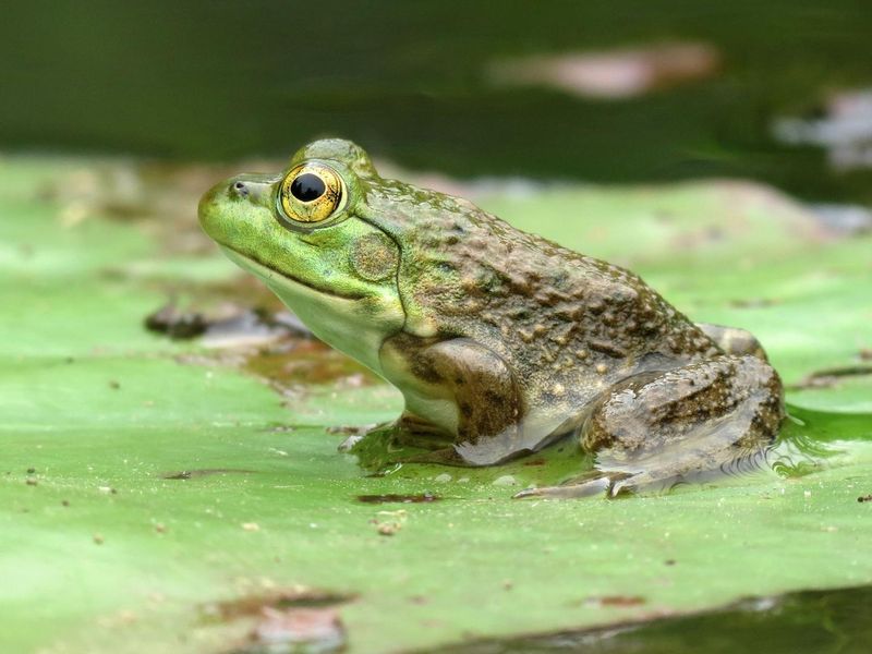 Bullfrogs