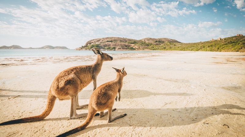Kangaroo