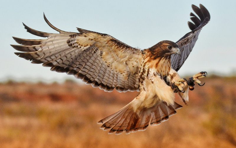 Red-Tailed Hawk