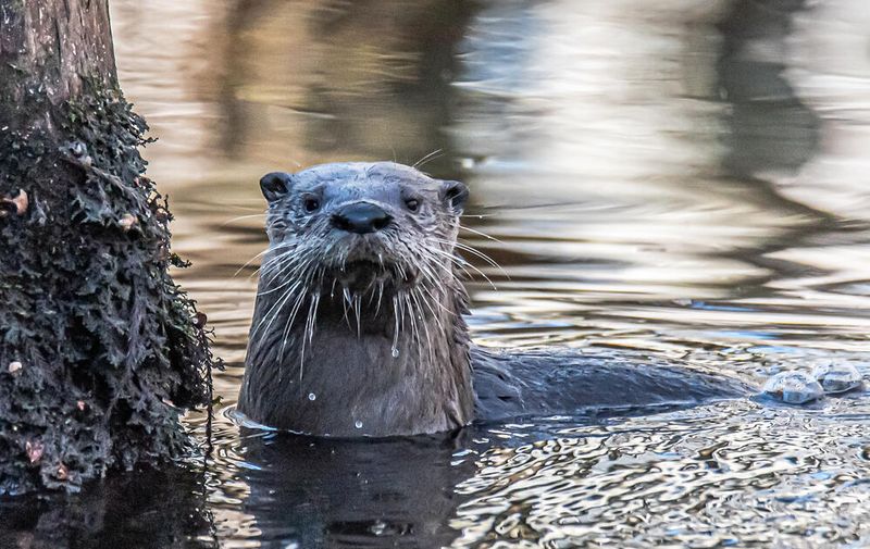 River Otter