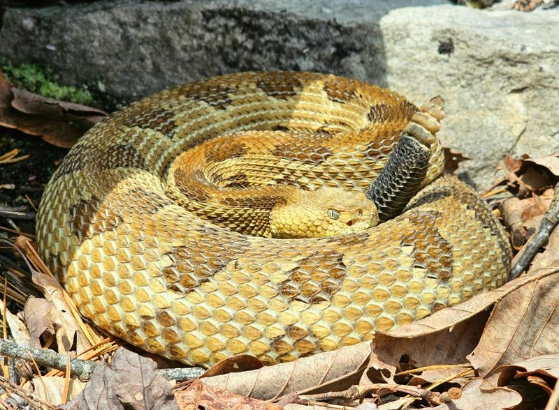 Timber Rattlesnakes Guarding Rocky Outcrops