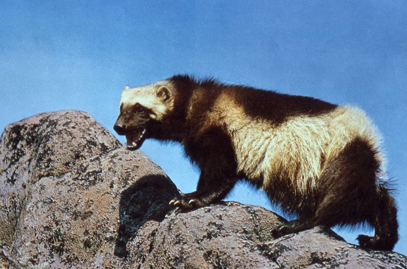 Wolverines