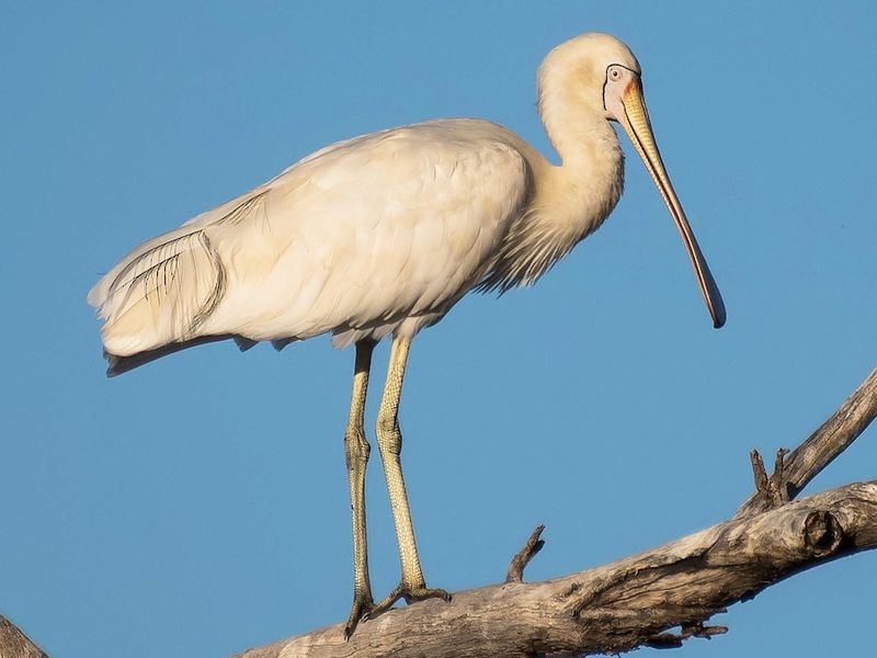 Yellow-billed Spoonbill