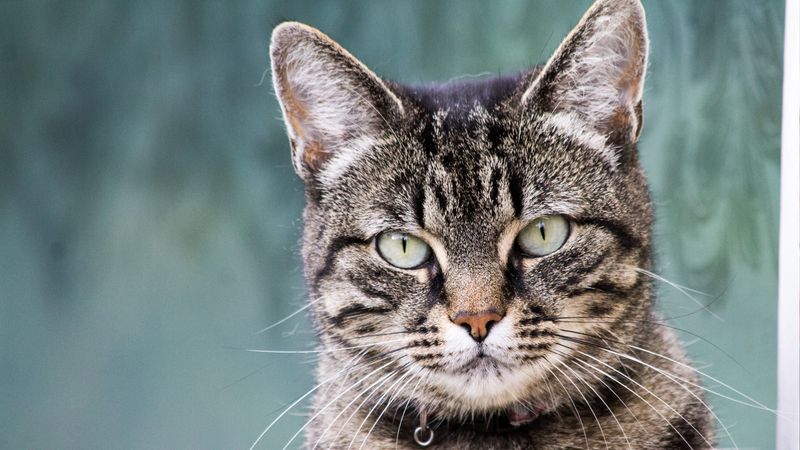 European Shorthair - Continental Survivors