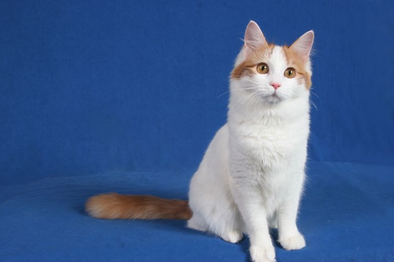 Turkish Van: Intuitive Swimmers
