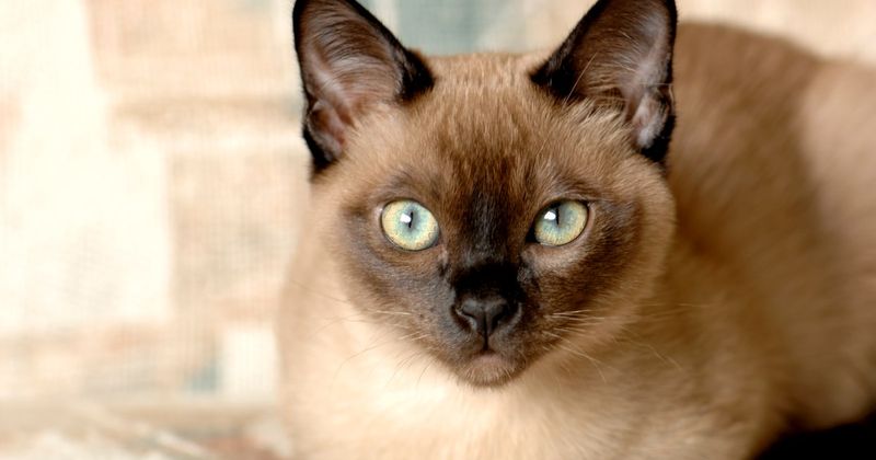 Tonkinese: The Perfect Middle Ground