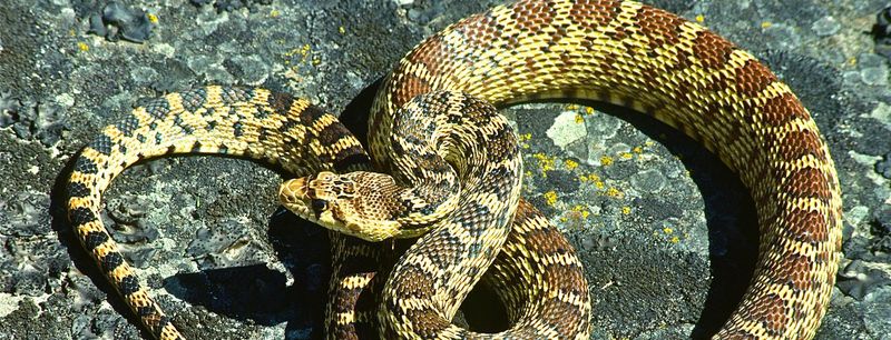 Gopher Snake's Rattlesnake Impersonation