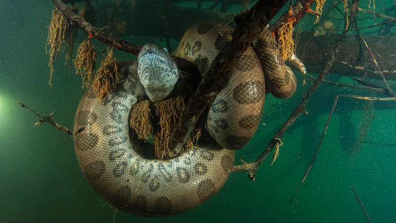 Giant Constrictors' Decades