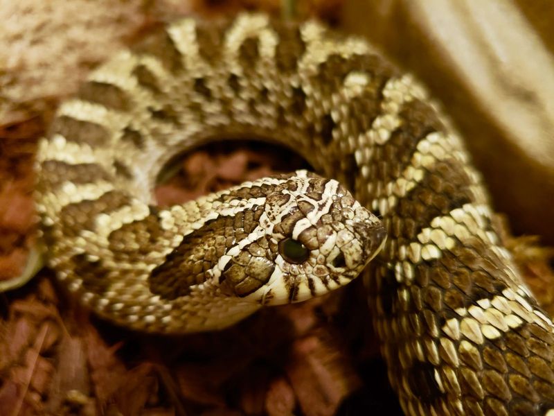 Western Hognose Snake