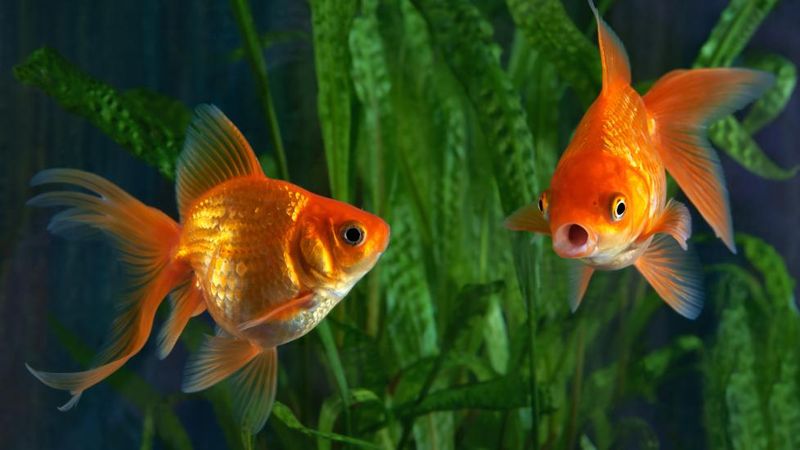 Goldfish