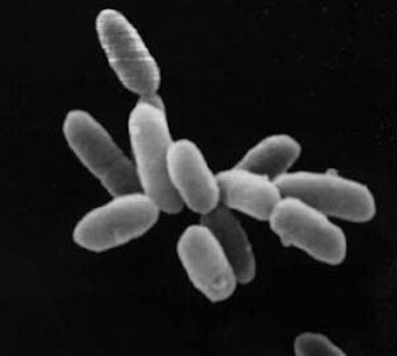 Extremophile Bacteria