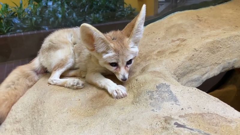 Fennec Foxes