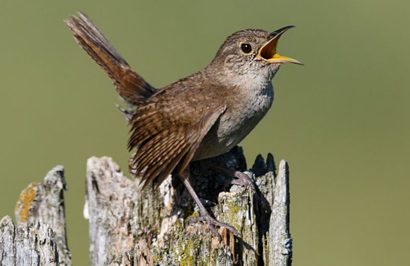 House Wren