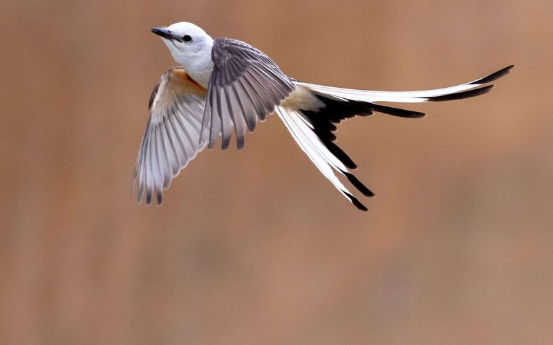 Scissor-Tailed Flycatcher: Sky Dancer