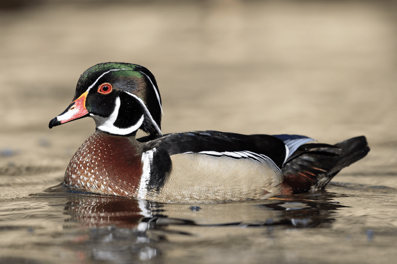 Wood Ducks: Wetland Mosquito Managers